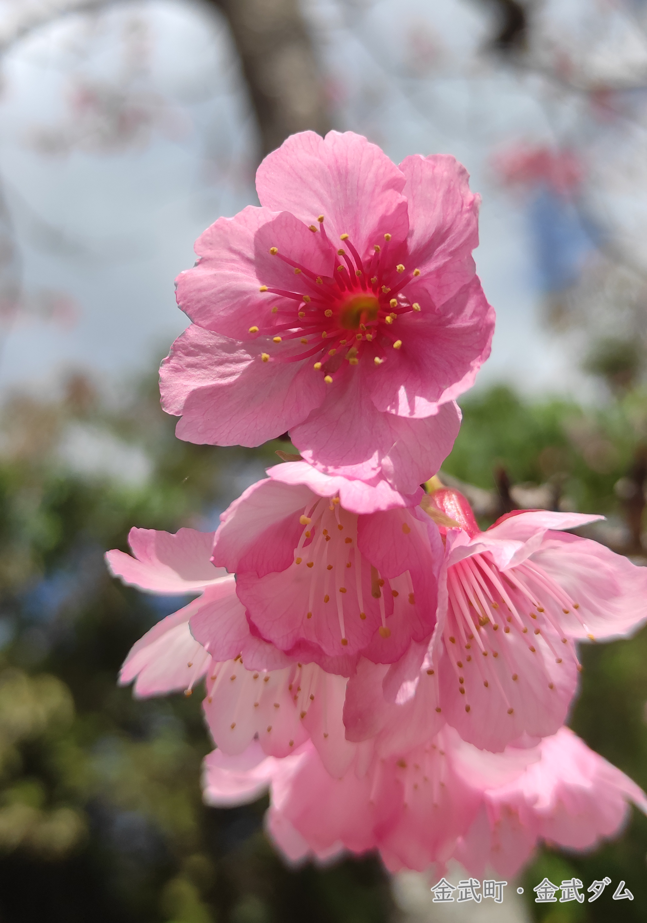 【写真】おきなわの風景②金武ダムの桜